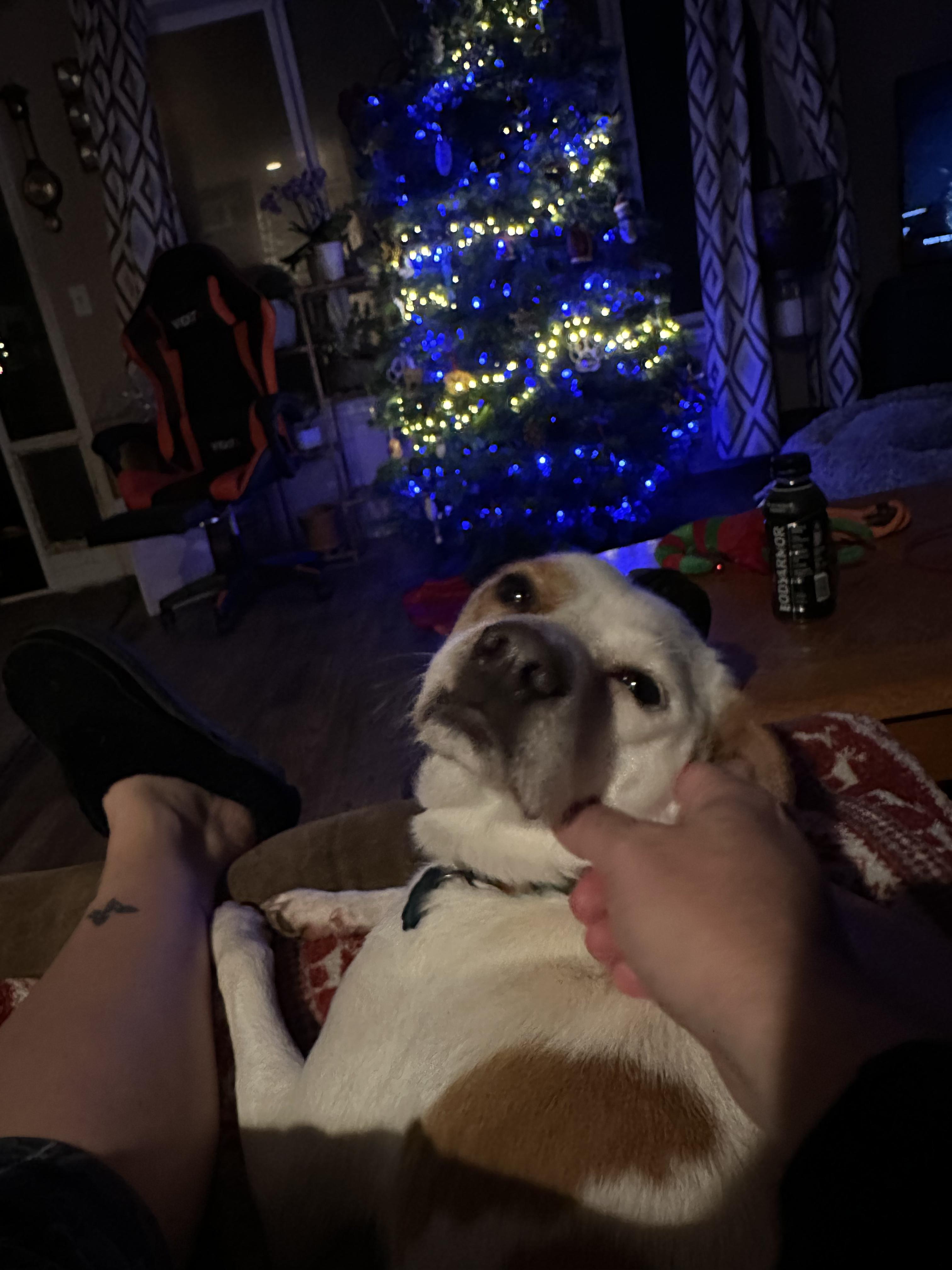 Enlarge Max, an adopted mixed breed in La Center, WA image 3/6