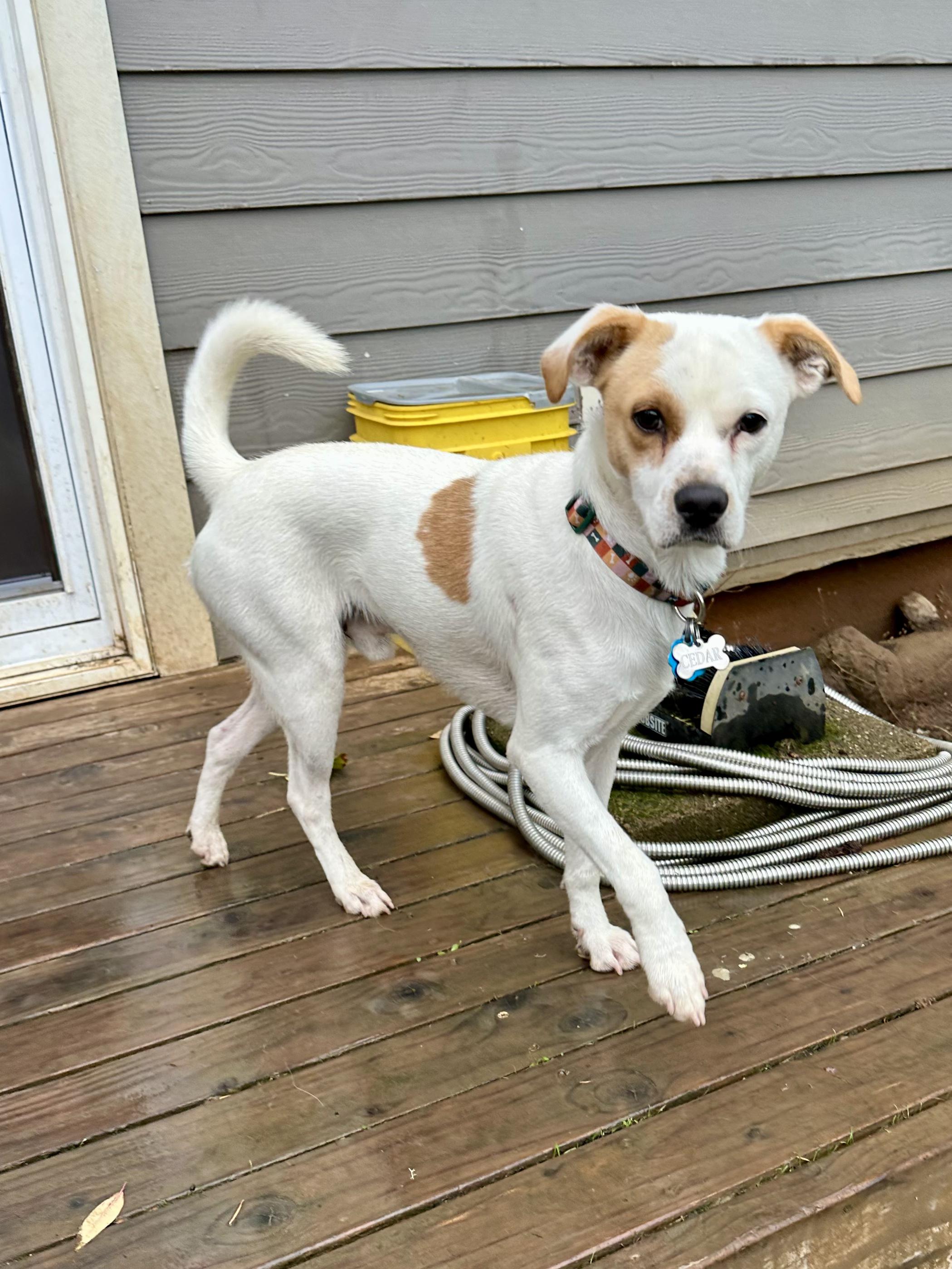 Enlarge Max, an adopted mixed breed in La Center, WA image 4/6