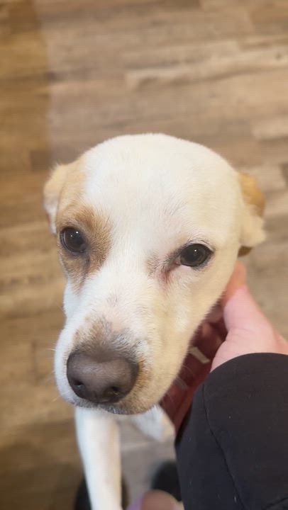 Enlarge Max, an adopted mixed breed in La Center, WA video 2/6