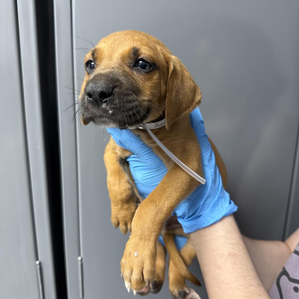 Andromeda, Adoptable, Puppy Male Black Mouth Cur & Treeing Walker Coonhound.