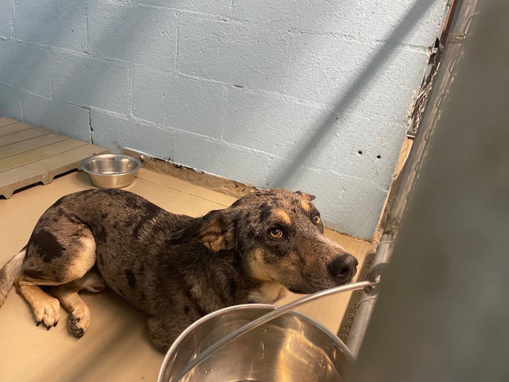 Frank aka Hank, Adoptable, Young Male Catahoula Leopard Dog & Mixed Breed.