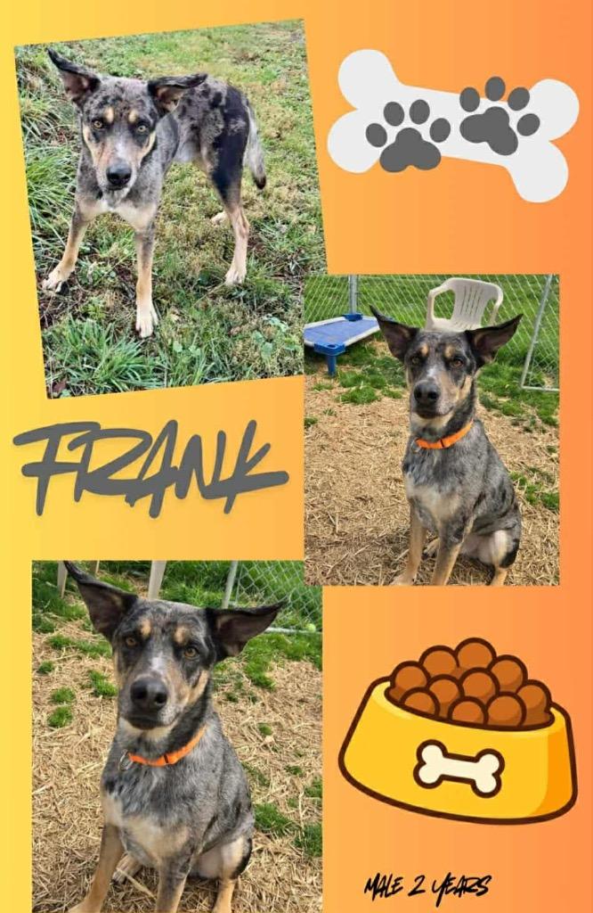 Enlarge Frank aka Hank, a Adoptable mixed breed in Blountville, TN image 2/3
