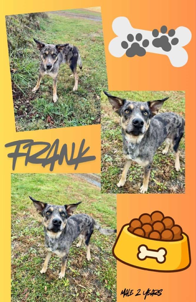 Enlarge Frank aka Hank, a Adoptable mixed breed in Blountville, TN image 3/3