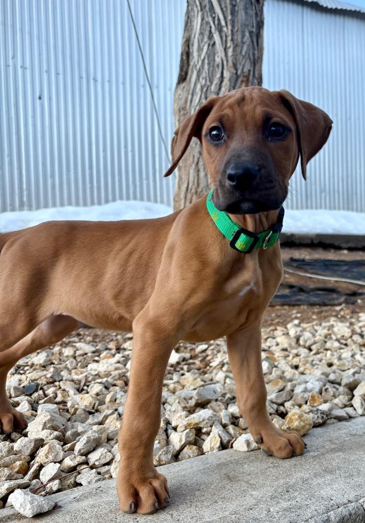 Pepperoncini, Adoptable, Puppy Male Boxer & Doberman Pinscher.