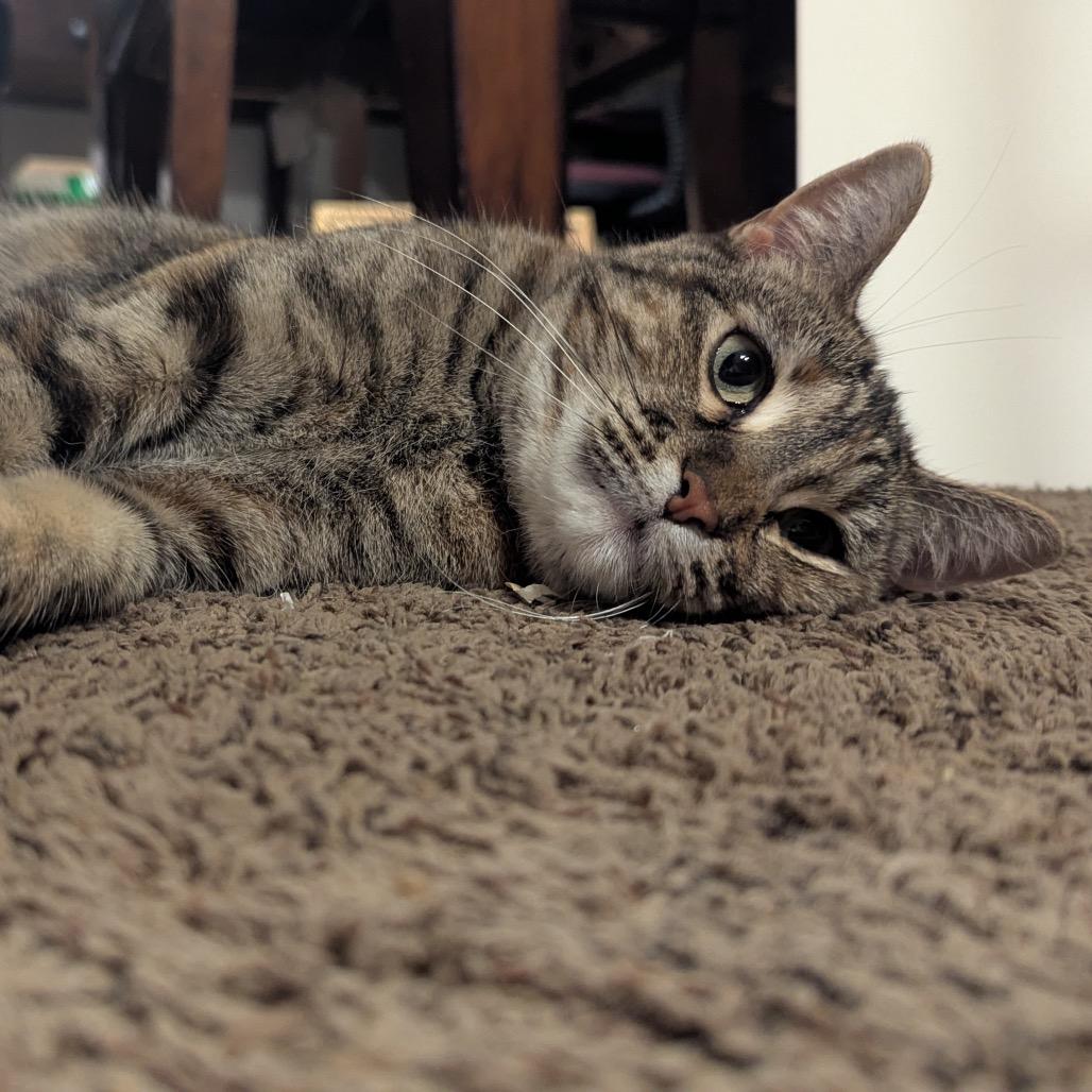 Enlarge Tigger, a Adoptable Domestic Short Hair in Baldwin, WI image 2/5