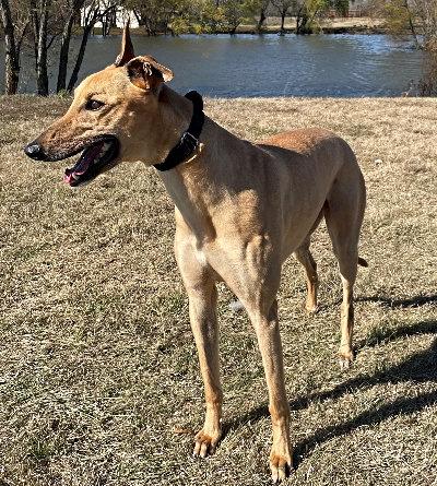 Enlarge Bernie (aka Little Gomez), a ADOPTABLE Greyhound in Dallas, TX image 2/2