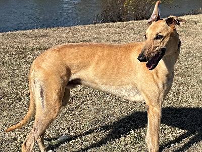 Bernie (aka Little Gomez), ADOPTABLE, Adult Male Greyhound.