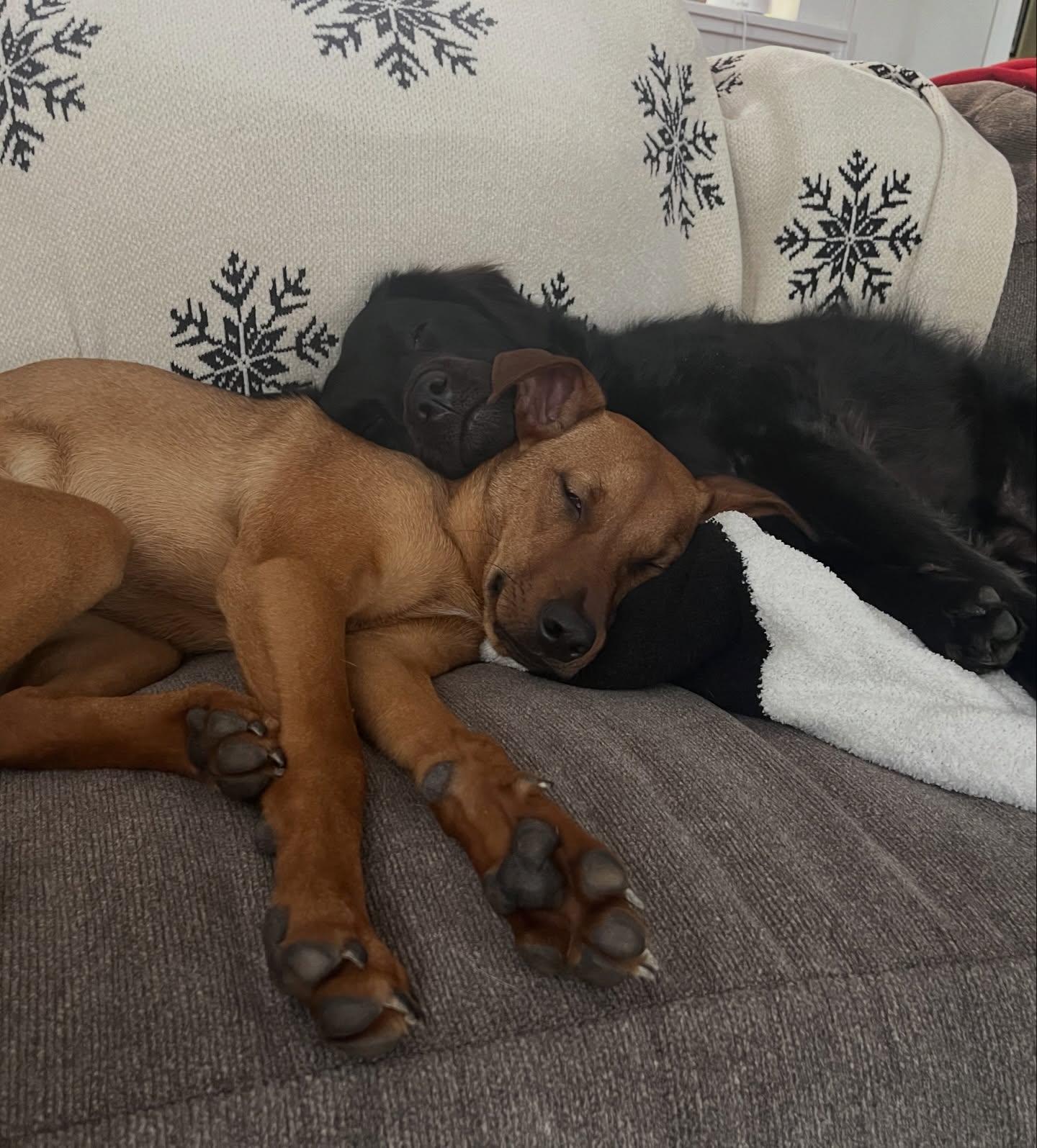 Enlarge Bacon, a ADOPTABLE mixed breed in Salem, NH image 4/5