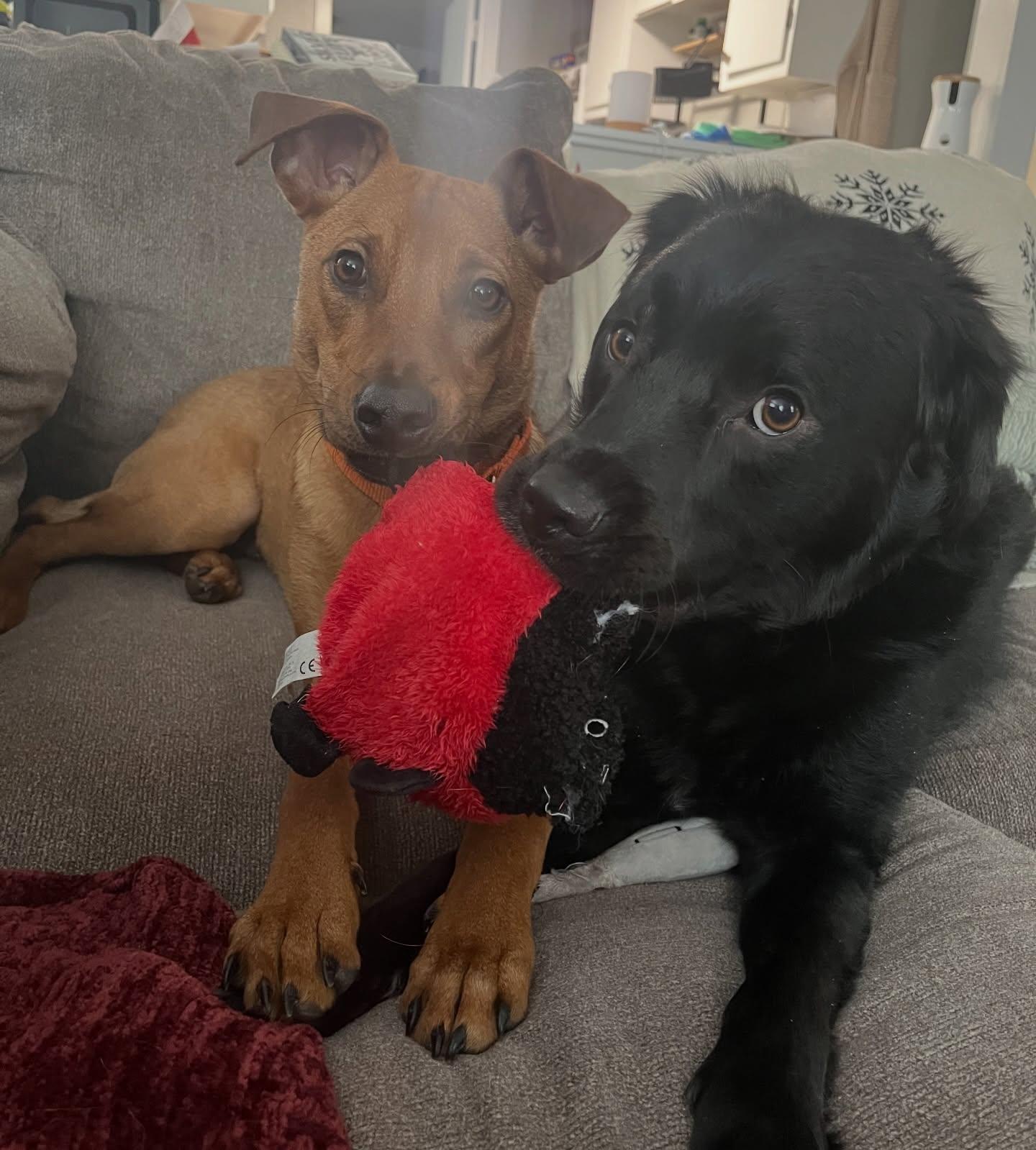 Enlarge Bacon, a ADOPTABLE mixed breed in Salem, NH image 2/5