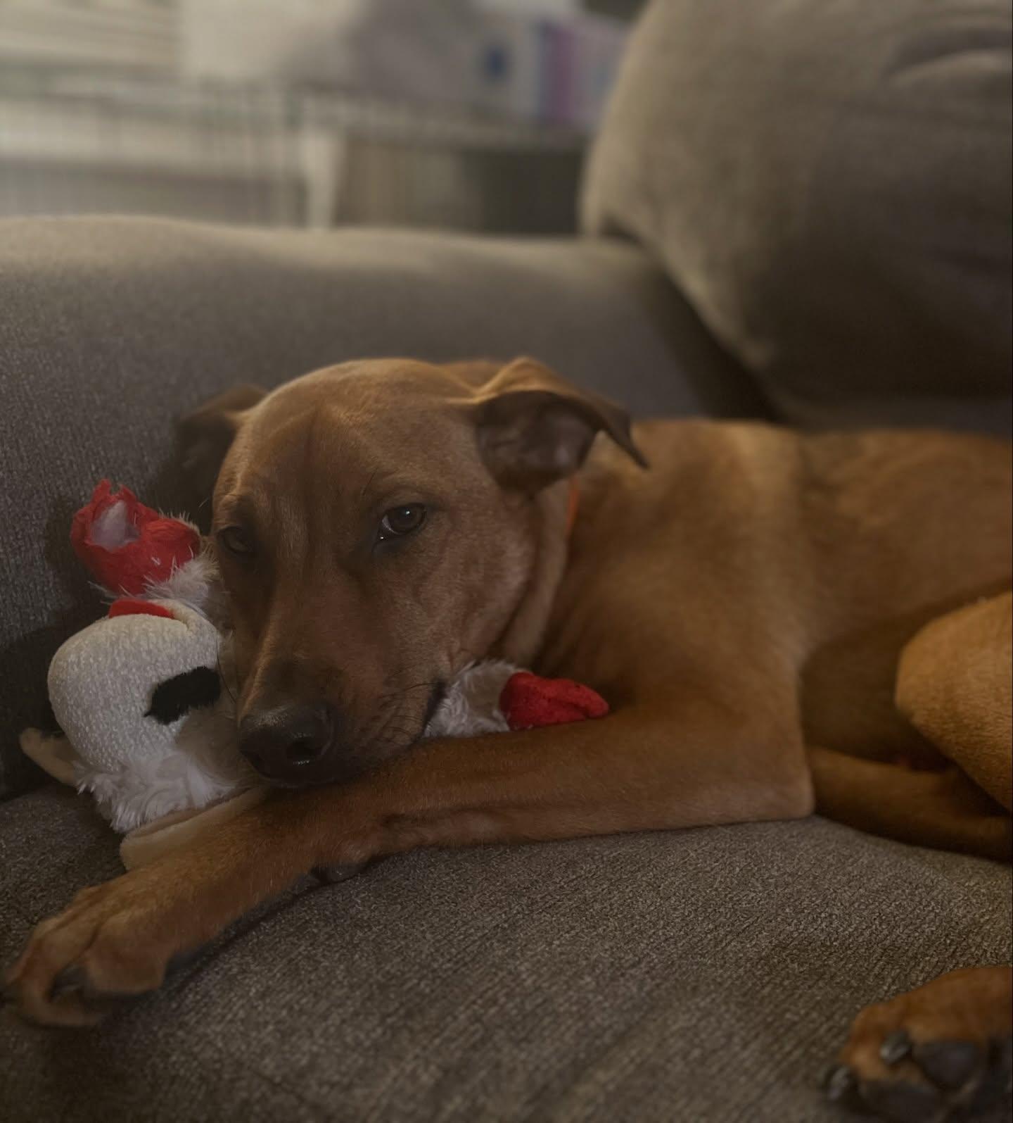 Enlarge Bacon, a ADOPTABLE mixed breed in Salem, NH image 3/5