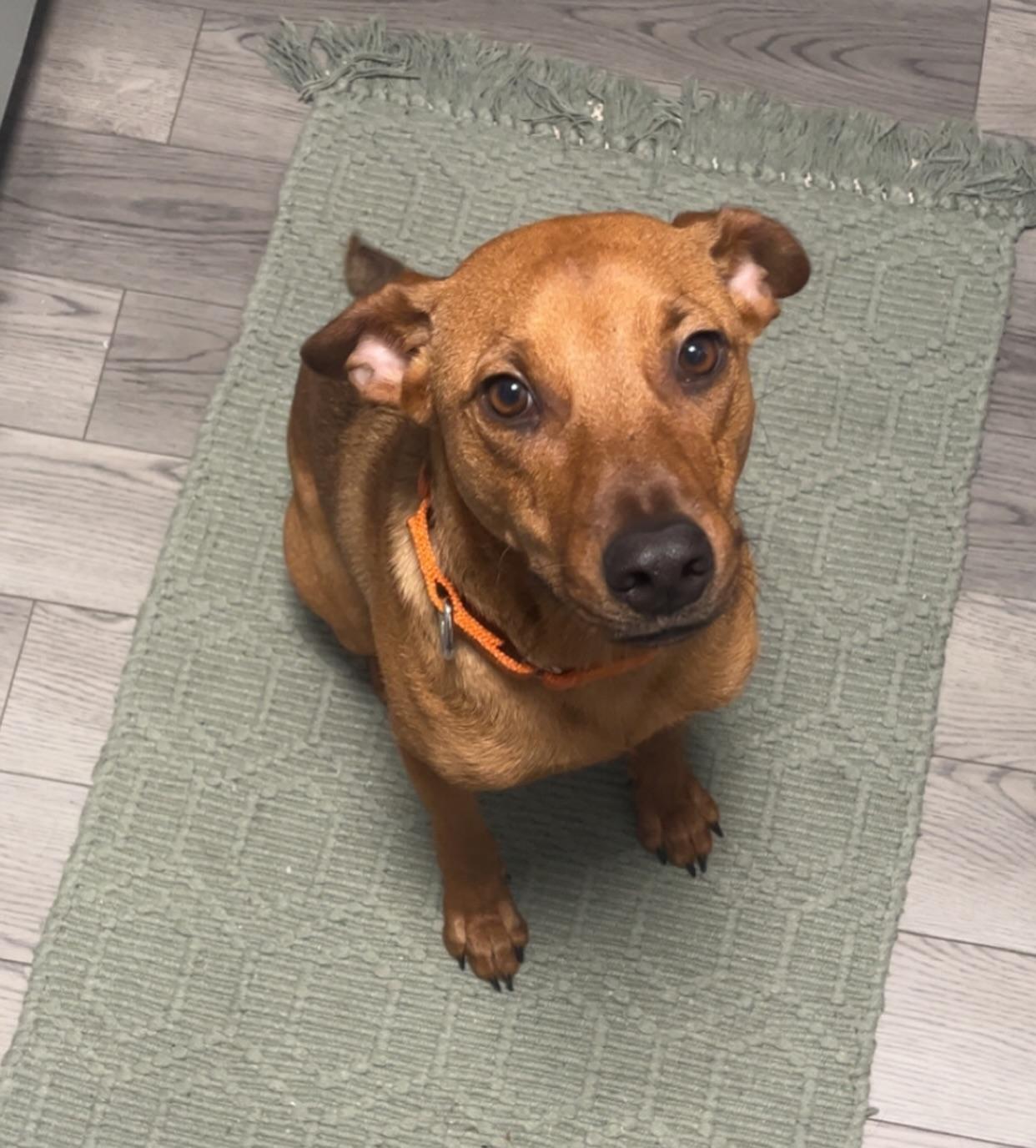 Enlarge Bacon, a ADOPTABLE mixed breed in Salem, NH image 5/5