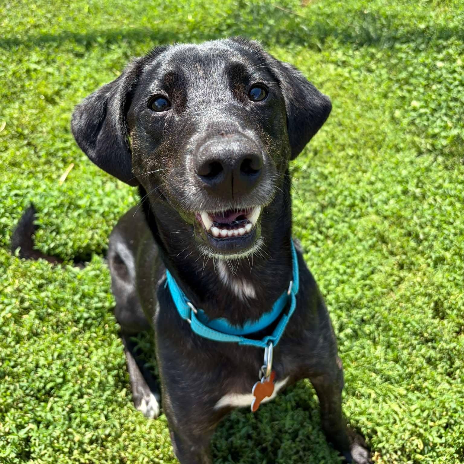 Enlarge Kai, a ADOPTABLE mixed breed in Valparaiso, IN image 2/4
