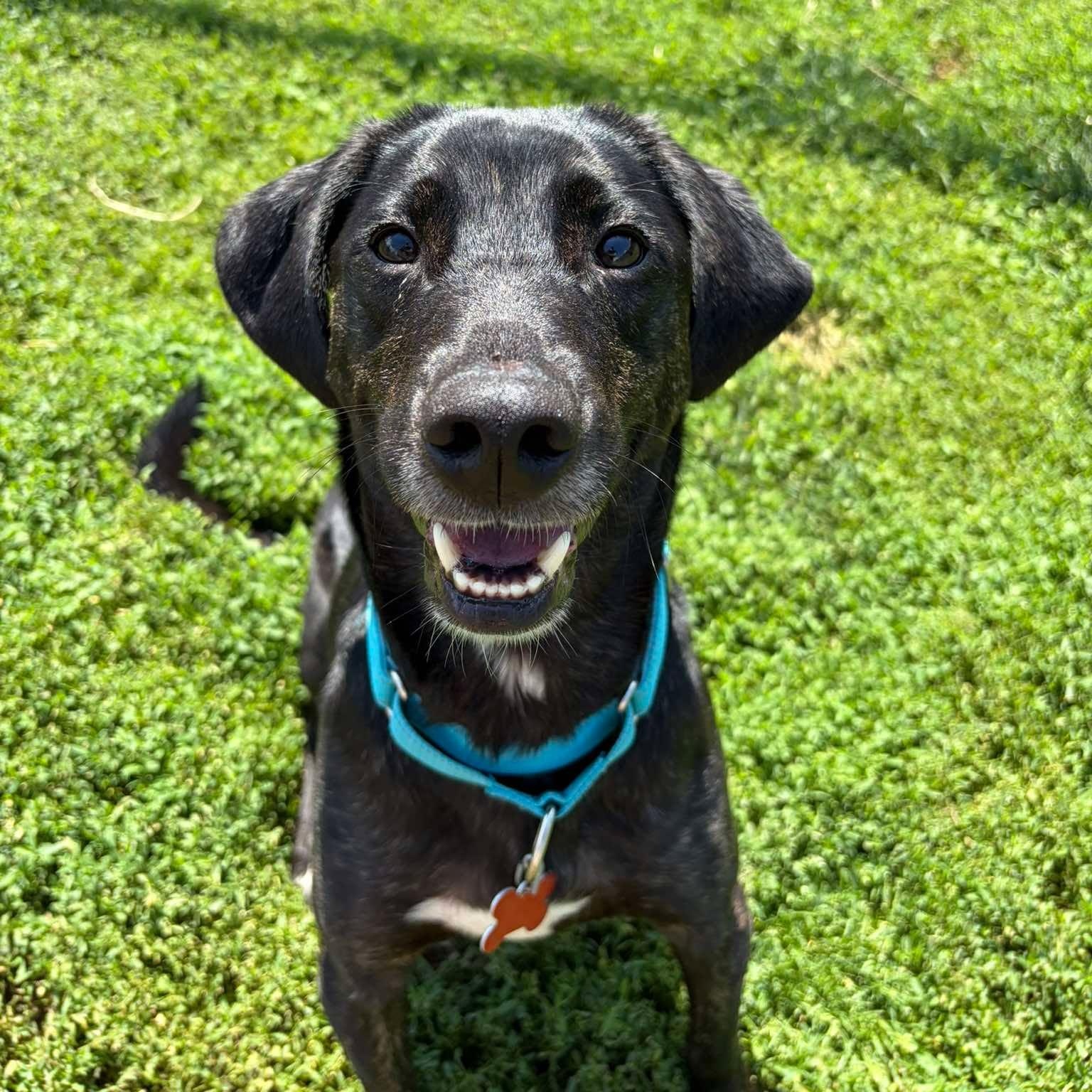 Kai, ADOPTABLE, Young Male Hound.
