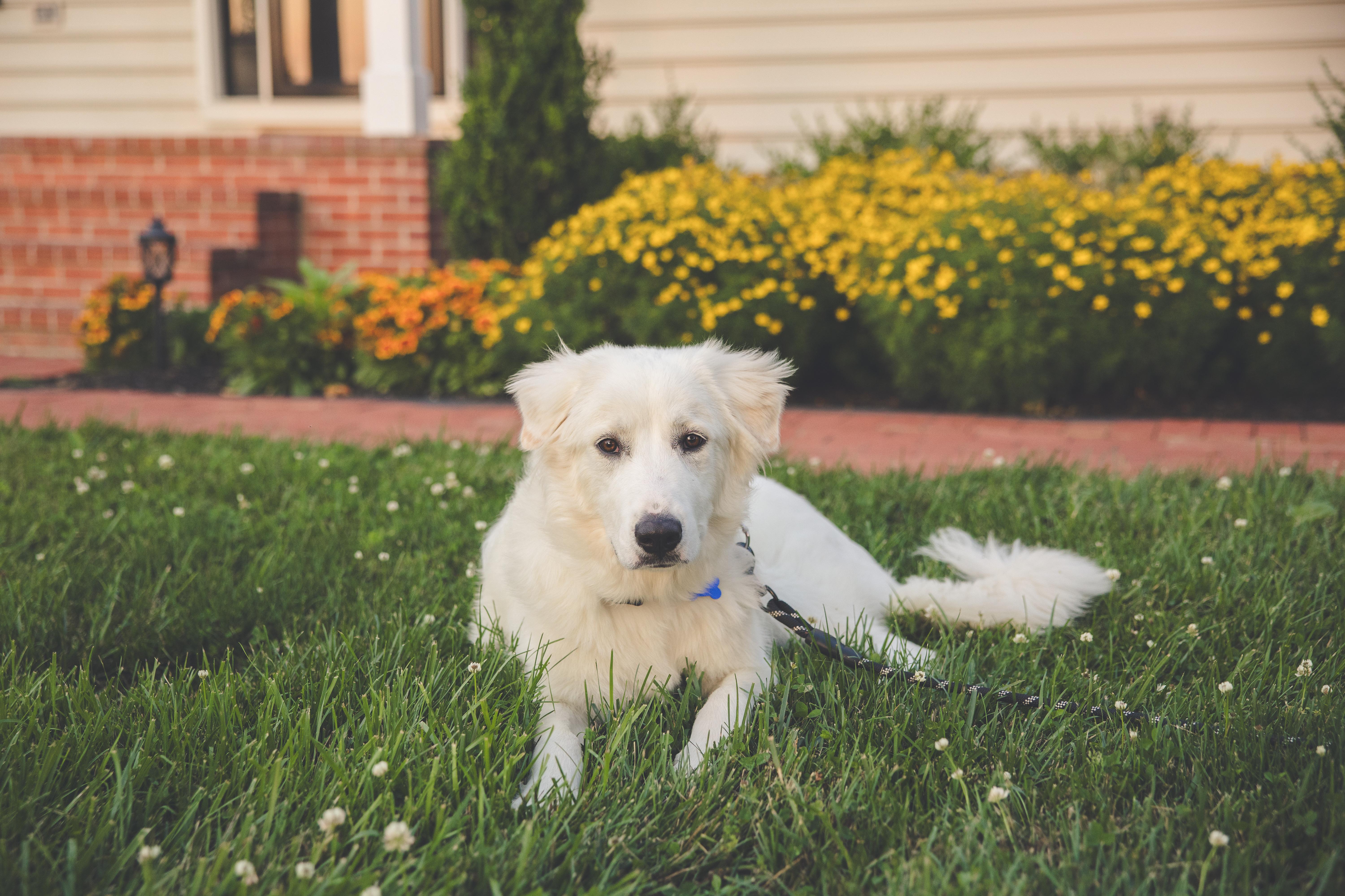 Enlarge Luna, a ADOPTABLE mixed breed in Columbia, MD image 2/6