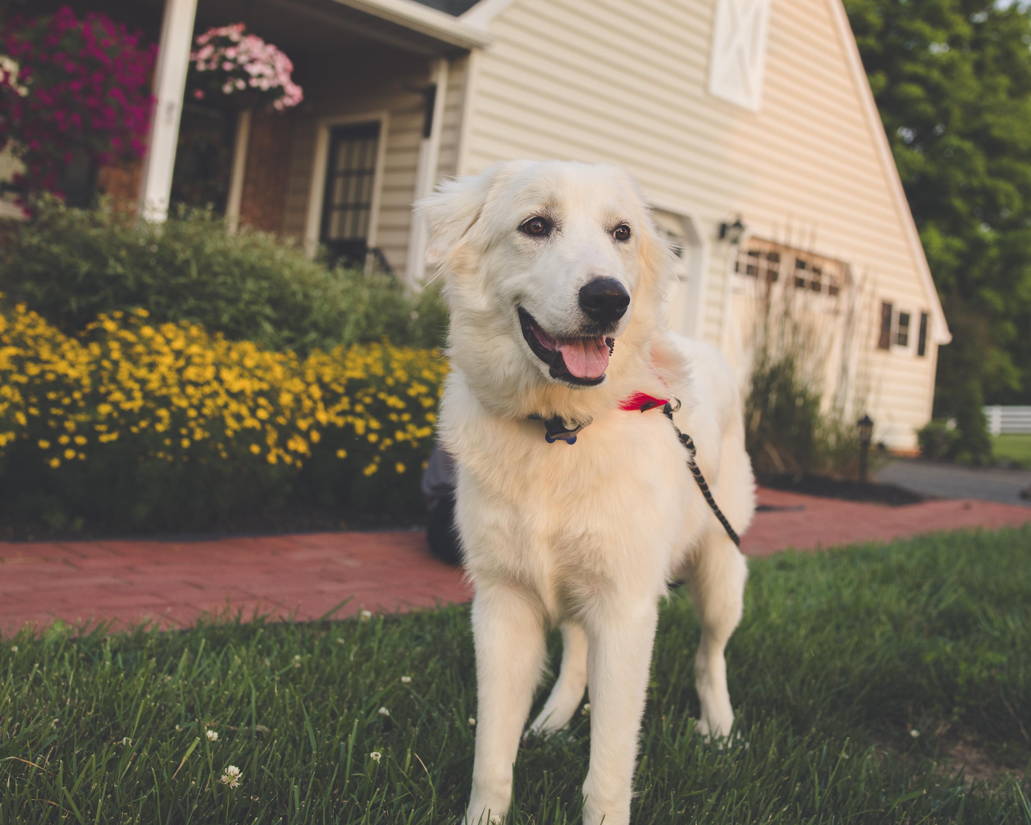 Enlarge Luna, a ADOPTABLE mixed breed in Columbia, MD image 1/6