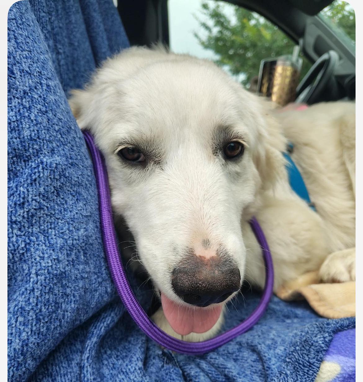 Enlarge Luna, a ADOPTABLE mixed breed in Columbia, MD image 4/6