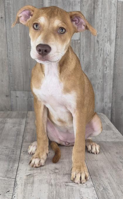 Addison, Adoptable, Adult Female Mixed Breed & Mixed Breed.