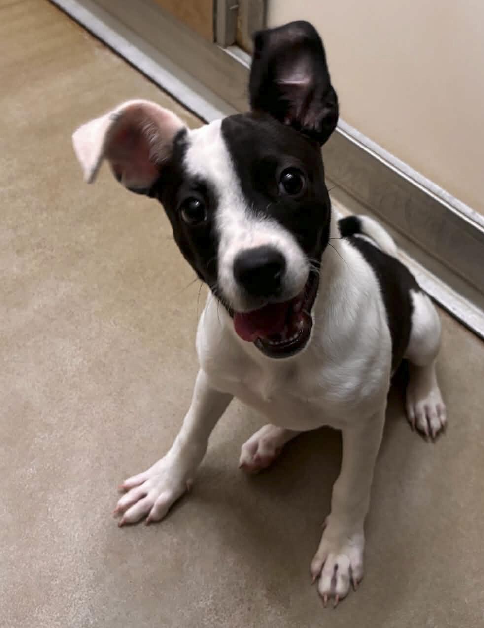 Minnie, Adoptable, Young Female Mixed Breed.