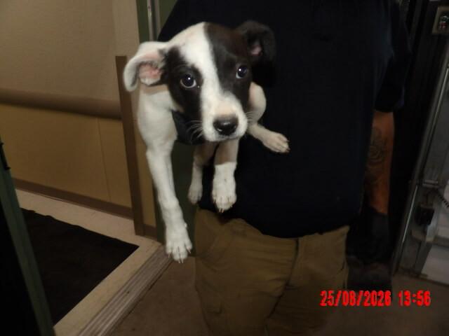 Enlarge Minnie, a Adoptable Mixed Breed in Hobbs, NM image 2/2