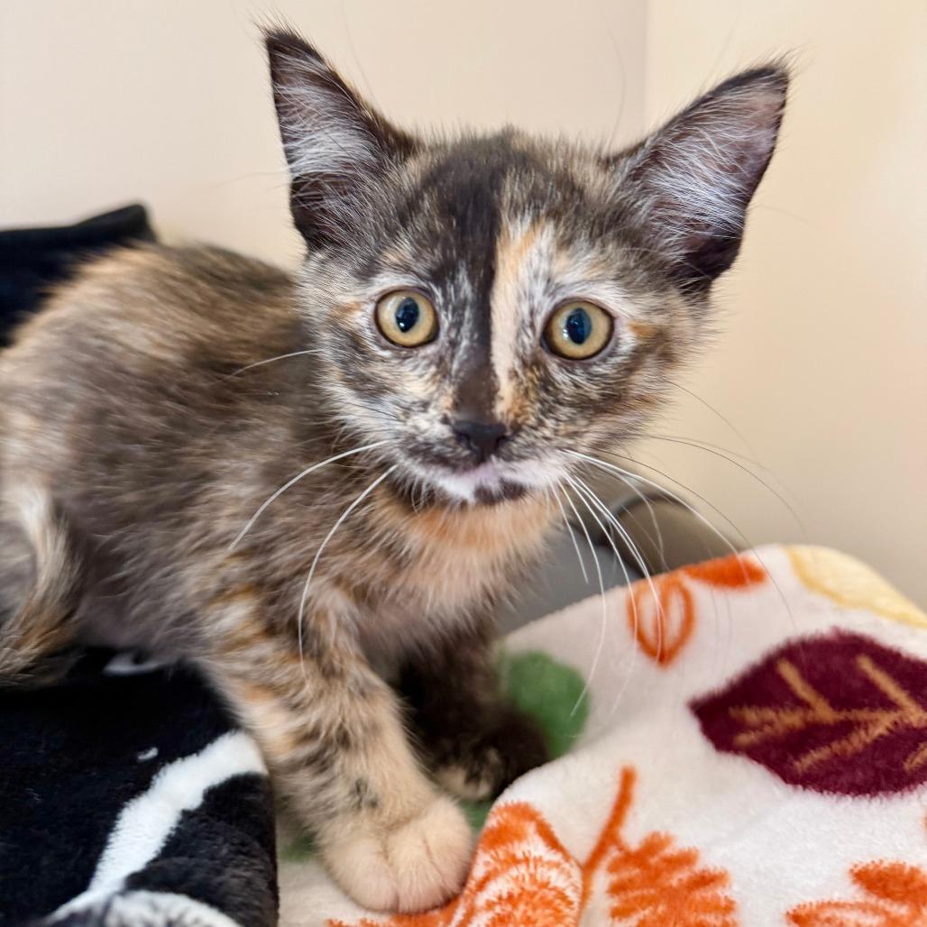 Pancake, Adoptable, Kitten Female Domestic Short Hair.