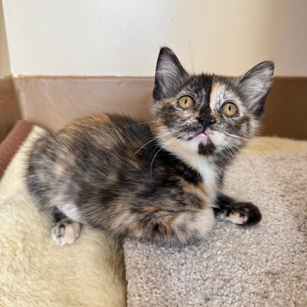 Pancake, a Adoptable Domestic Short Hair in Agoura Hills, CA image 2/6