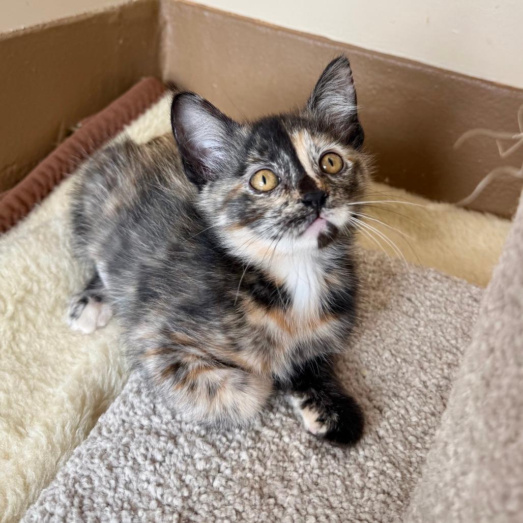 Pancake, a Adoptable Domestic Short Hair in Agoura Hills, CA image 3/6