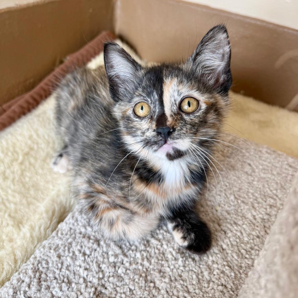 Pancake, a Adoptable Domestic Short Hair in Agoura Hills, CA image 4/6