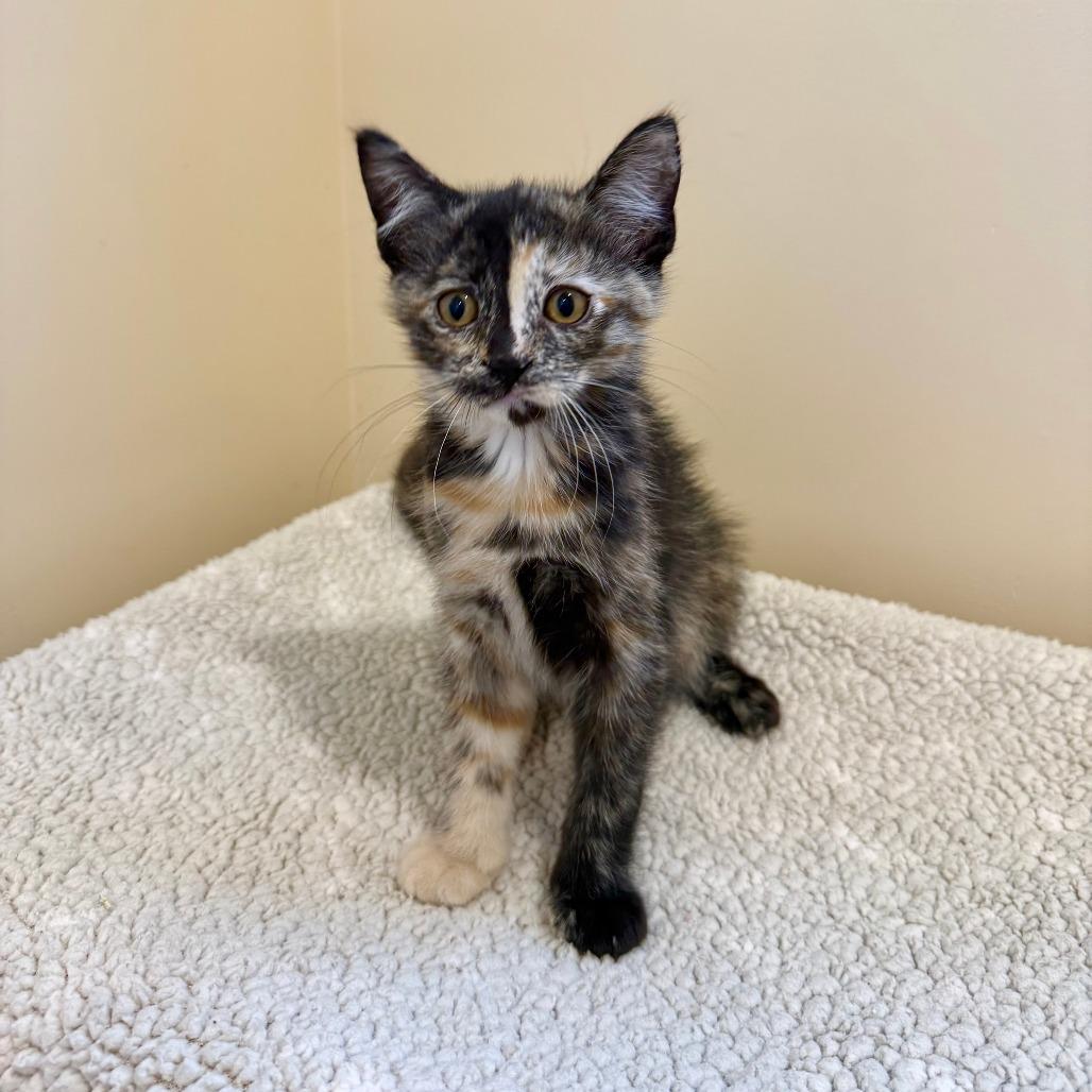 Pancake, a Adoptable Domestic Short Hair in Agoura Hills, CA image 5/6