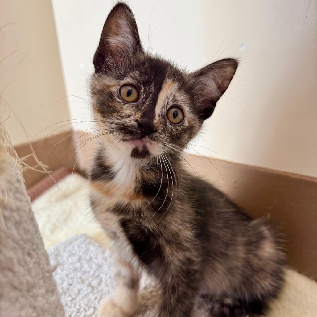 Pancake, a Adoptable Domestic Short Hair in Agoura Hills, CA image 6/6