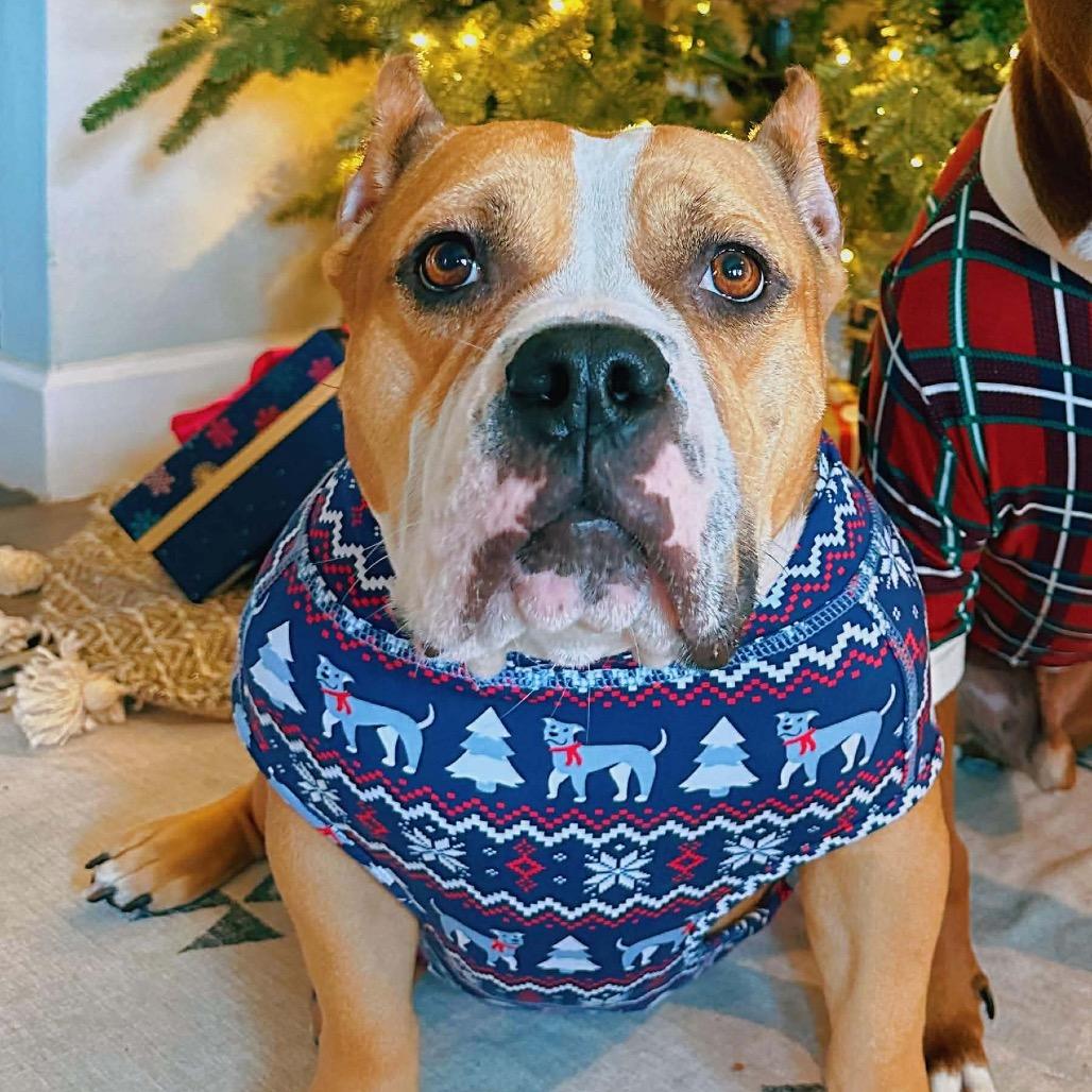 Enlarge Siggi, a Adoptable mixed breed in Pearland, TX image 1/6