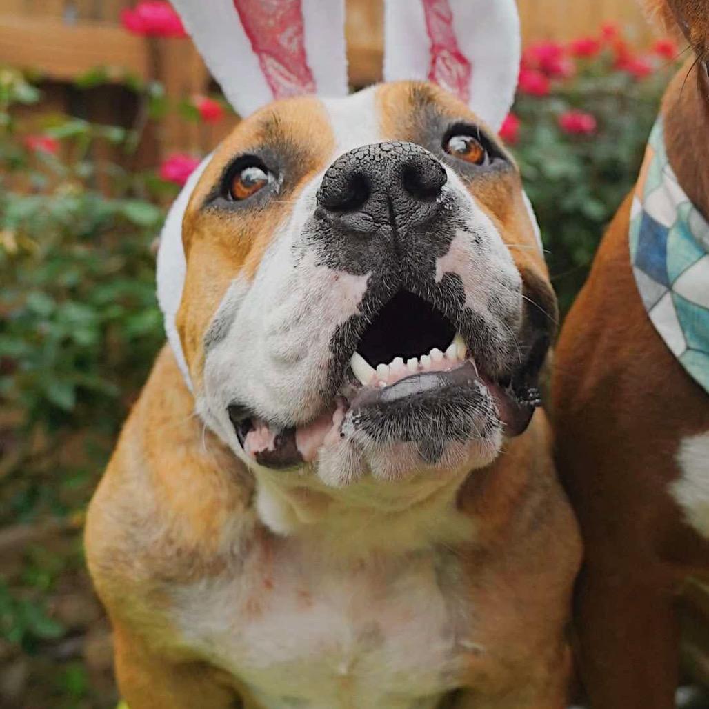 Siggi, Adoptable, Adult Female American Staffordshire Terrier.