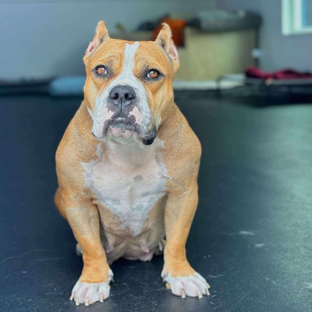 Enlarge Siggi, a Adoptable mixed breed in Pearland, TX image 2/6