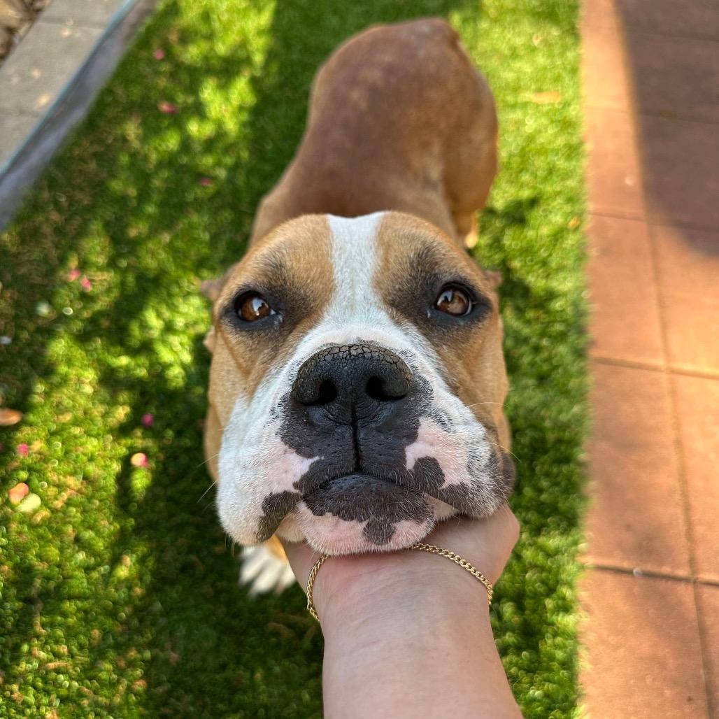 Enlarge Siggi, a Adoptable mixed breed in Pearland, TX image 4/6