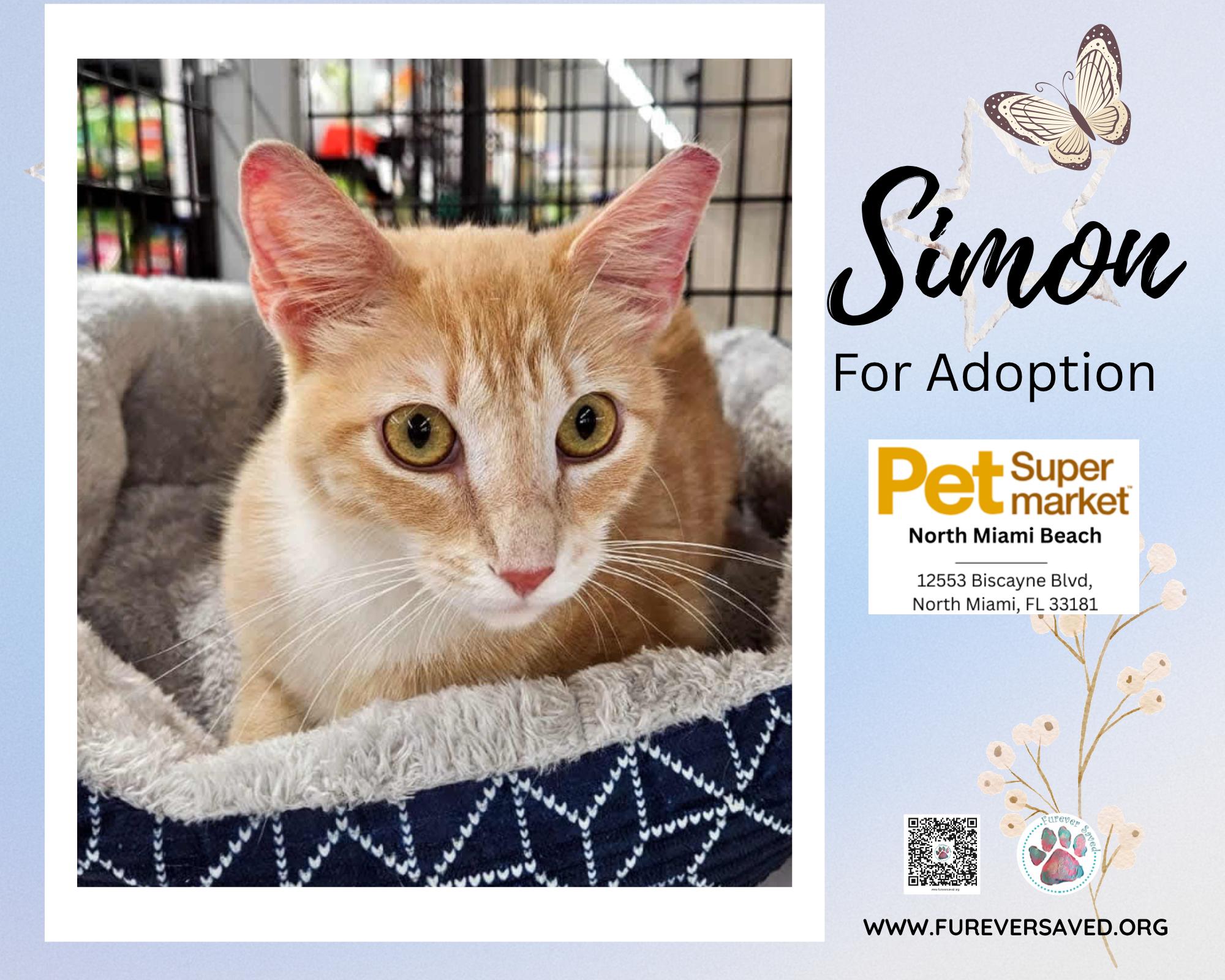 Enlarge Simon, a ADOPTABLE Domestic Short Hair in Miami, FL image 2/5