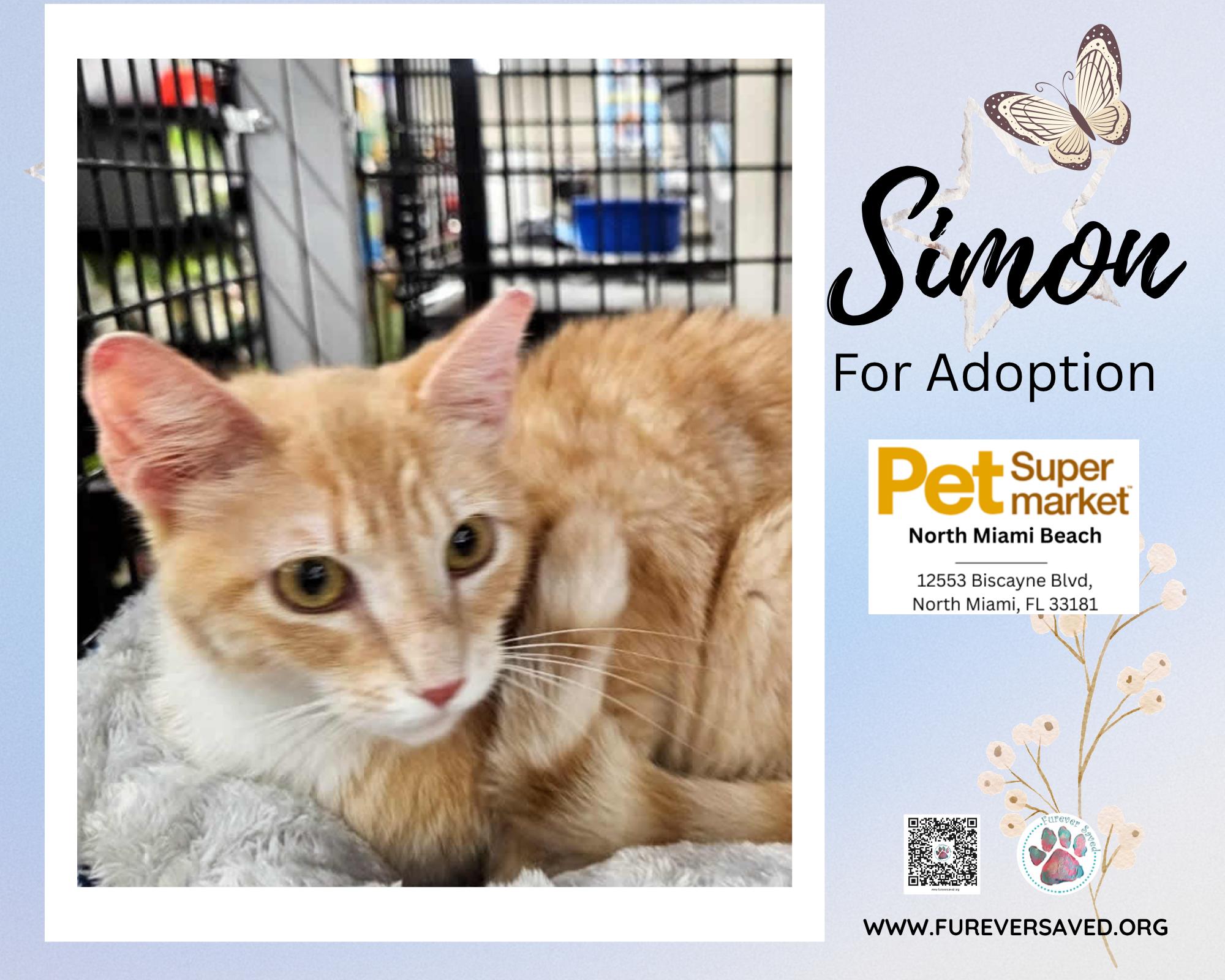 Enlarge Simon, a ADOPTABLE Domestic Short Hair in Miami, FL image 5/5