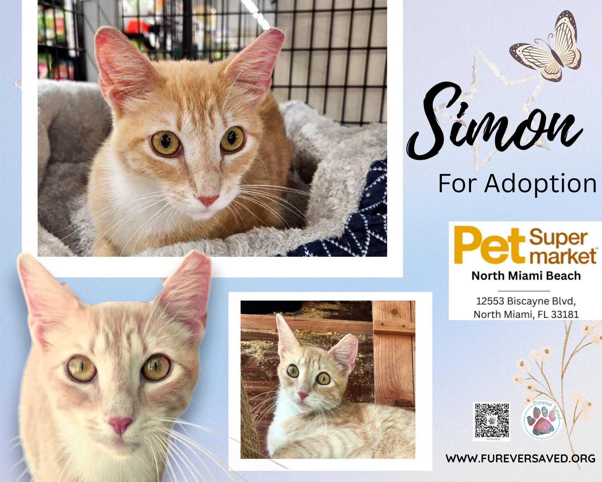 Enlarge Simon, a ADOPTABLE Domestic Short Hair in Miami, FL image 1/5