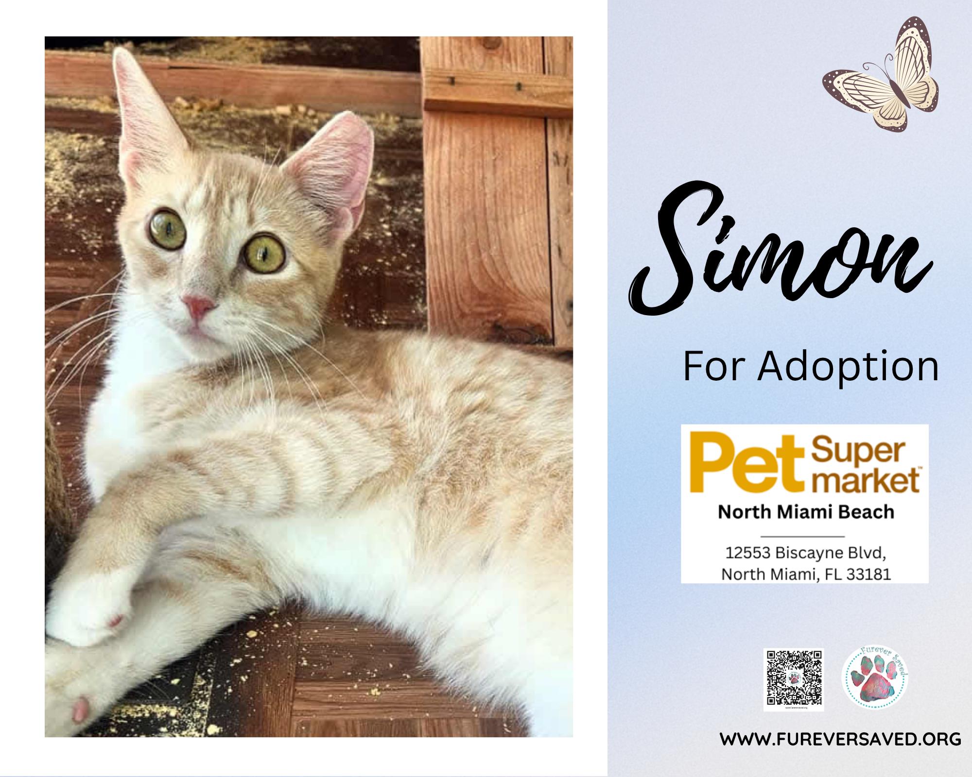 Enlarge Simon, a ADOPTABLE Domestic Short Hair in Miami, FL image 4/5