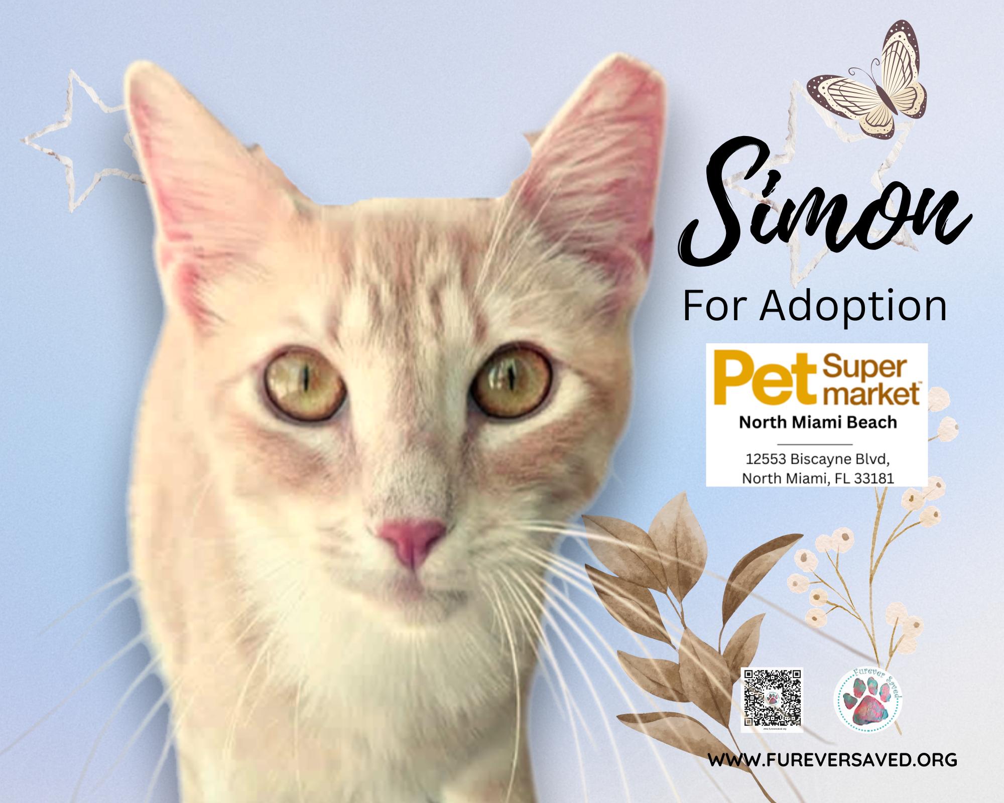 Enlarge Simon, a ADOPTABLE Domestic Short Hair in Miami, FL image 3/5