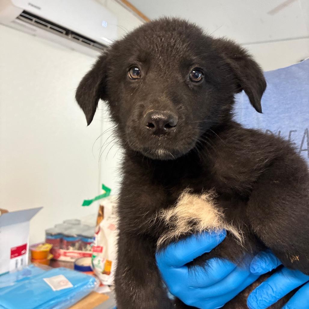 Enlarge Dr. Santos, a Adoptable mixed breed in Hattiesburg, MS image 1/3