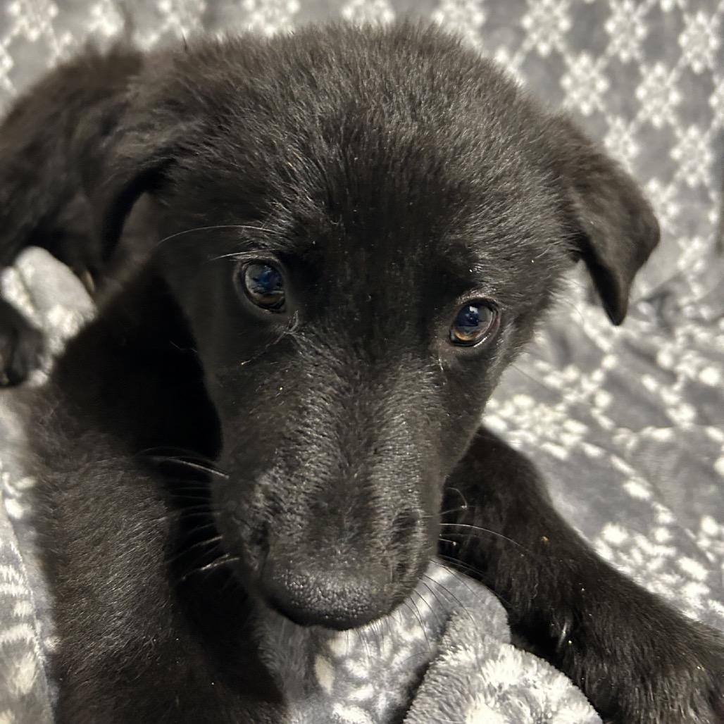 Enlarge Dr. Santos, a Adoptable mixed breed in Hattiesburg, MS image 2/3