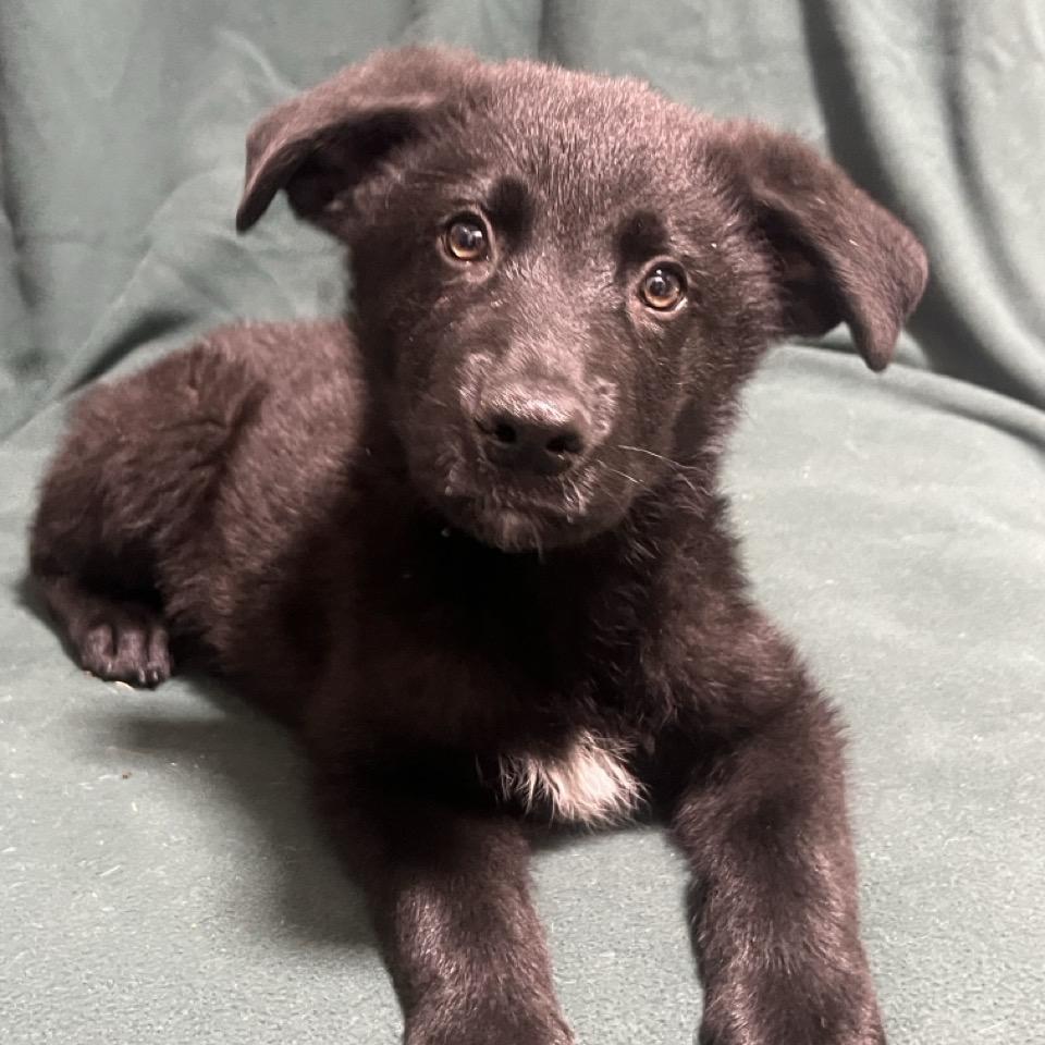 Enlarge Dr. Santos, a Adoptable mixed breed in Hattiesburg, MS image 3/3