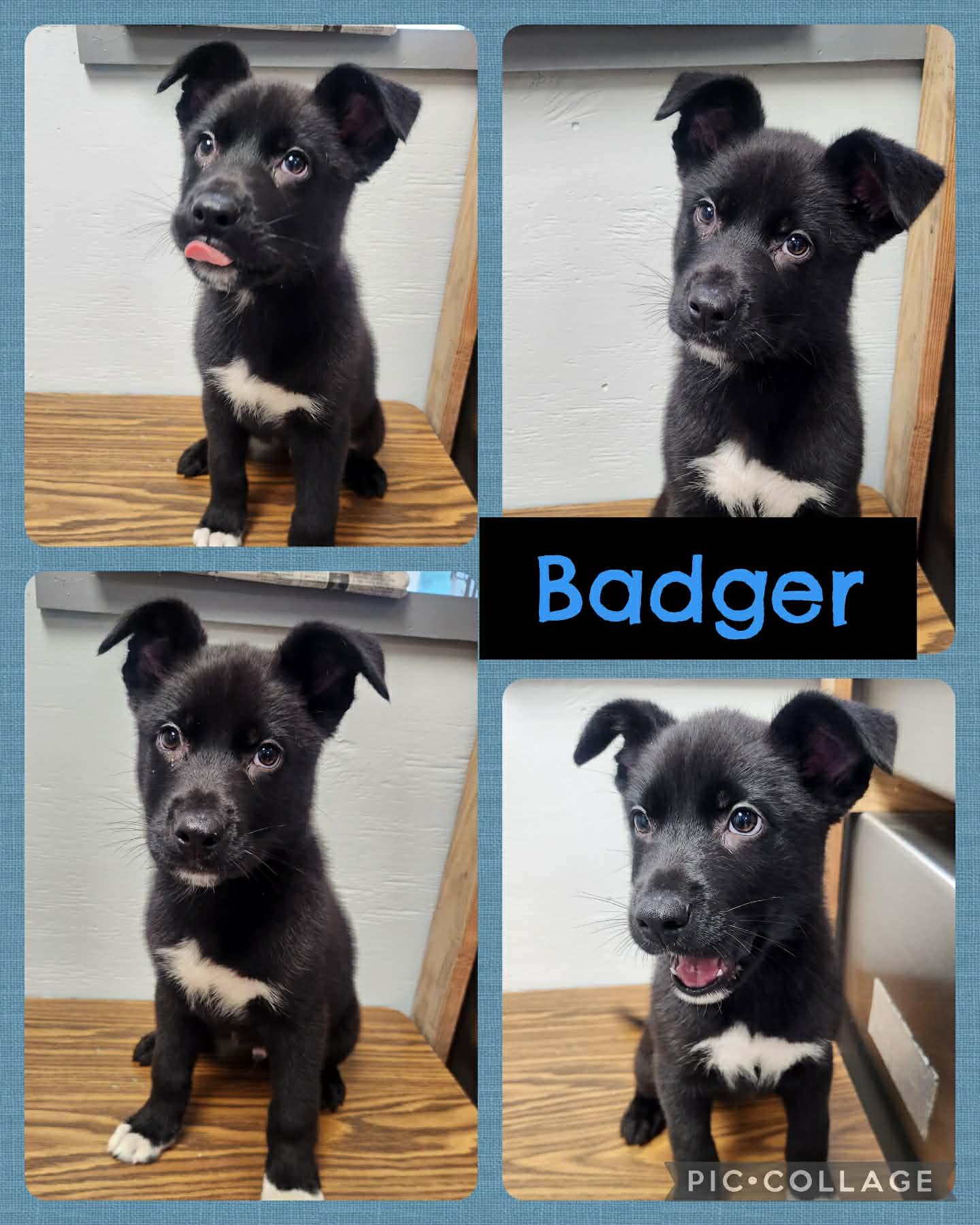 Enlarge Badger, a ADOPTABLE mixed breed in Ringwood, NJ image 1/1