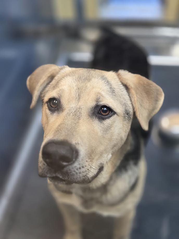 Enlarge Chubs, a ADOPTABLE mixed breed in Bellingham, WA image 2/5