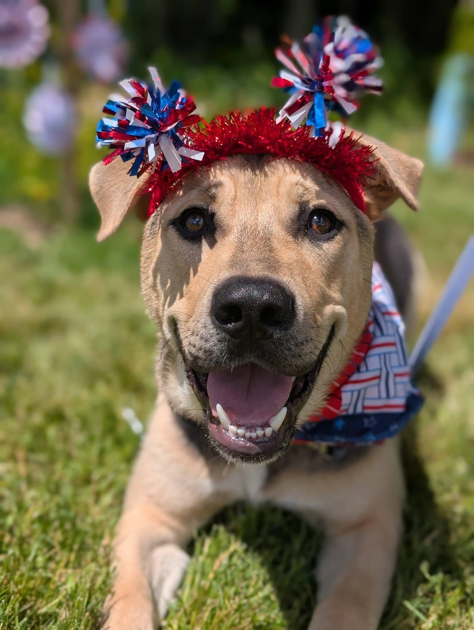 Chubs, a ADOPTABLE mixed breed in Bellingham, WA image 2/5