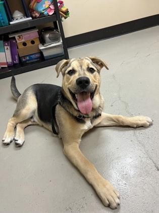 Chubs, ADOPTABLE, Young Male Pit Bull Terrier & Shepherd.