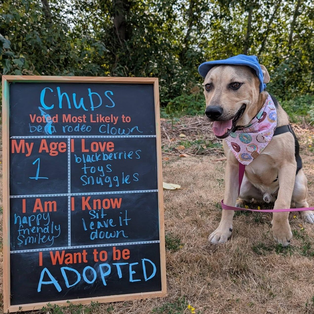 Chubs, ADOPTABLE, Young Male Pit Bull Terrier & Shepherd.