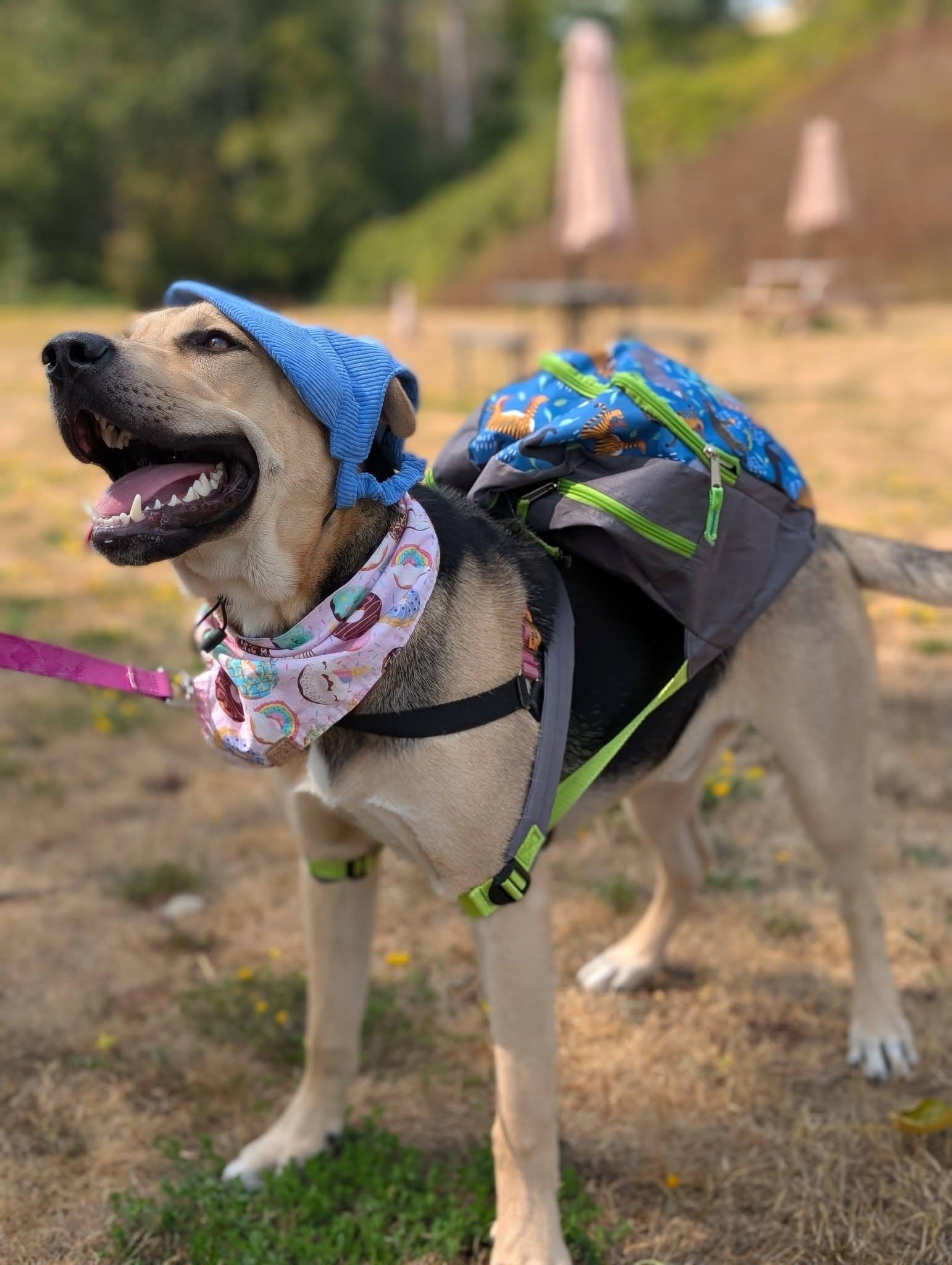Chubs, a ADOPTABLE mixed breed in Bellingham, WA image 2/6