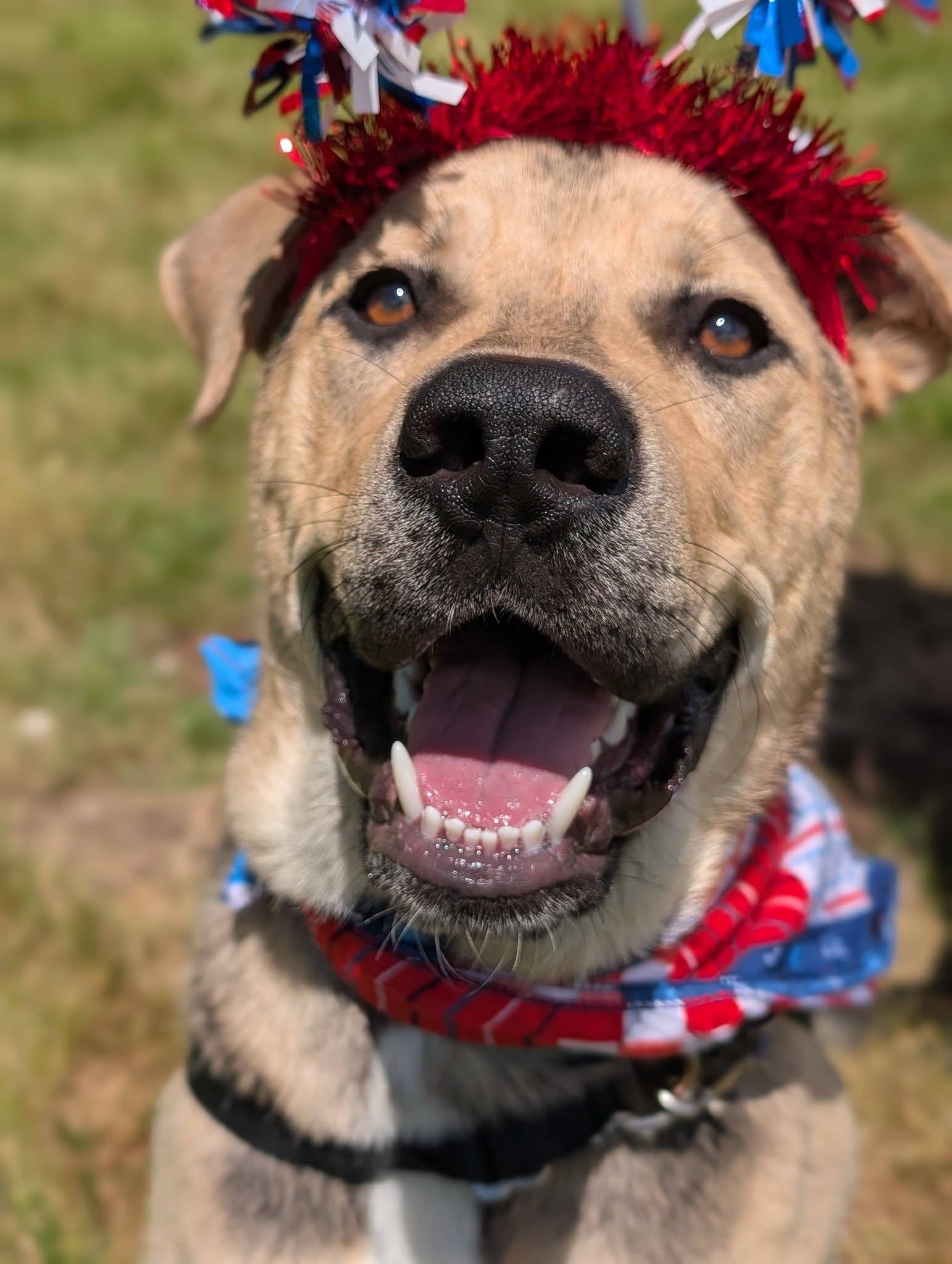 Chubs, ADOPTABLE, Young Male Pit Bull Terrier & Shepherd.