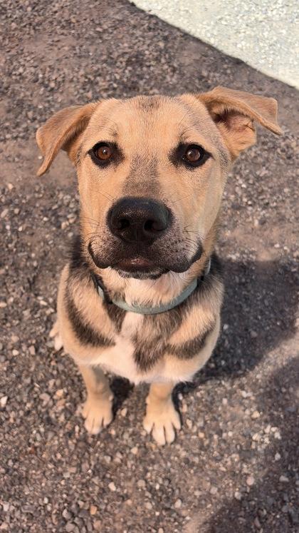 Chubs, ADOPTABLE, Young Male Pit Bull Terrier & Shepherd.