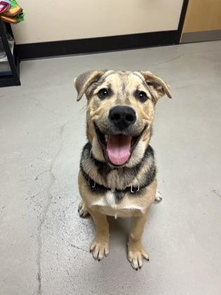 Chubs, a ADOPTABLE mixed breed in Bellingham, WA image 2/3